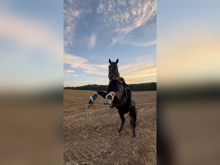 Deutsches Reitpony Wallach 13 Jahre 149 cm Rappe in Viersen