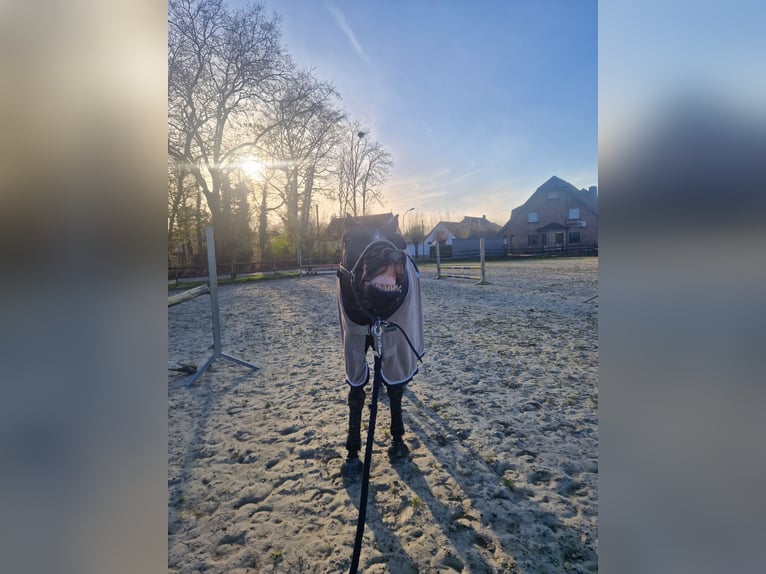 Deutsches Reitpony Wallach 13 Jahre 149 cm Rappe in Viersen