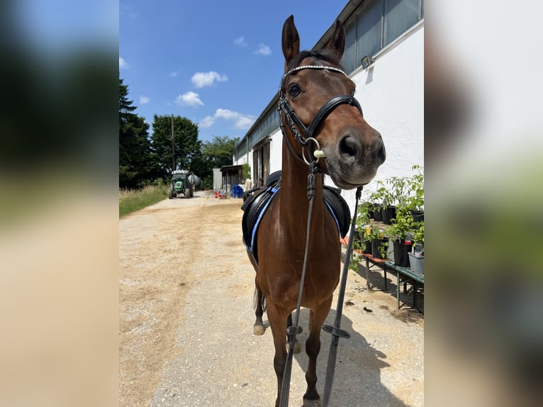 Deutsches Reitpony Wallach 13 Jahre 150 cm Brauner in München