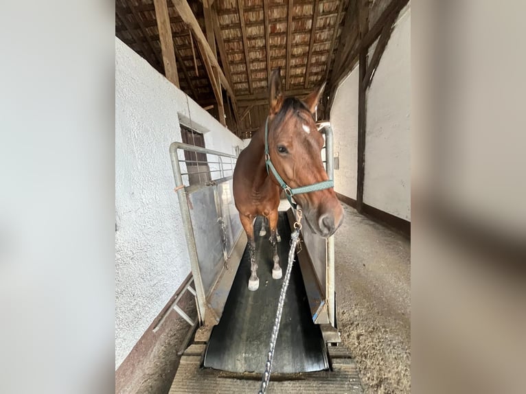 Deutsches Reitpony Wallach 13 Jahre 150 cm Brauner in München