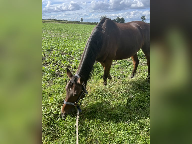 Deutsches Reitpony Wallach 13 Jahre 150 cm Brauner in München