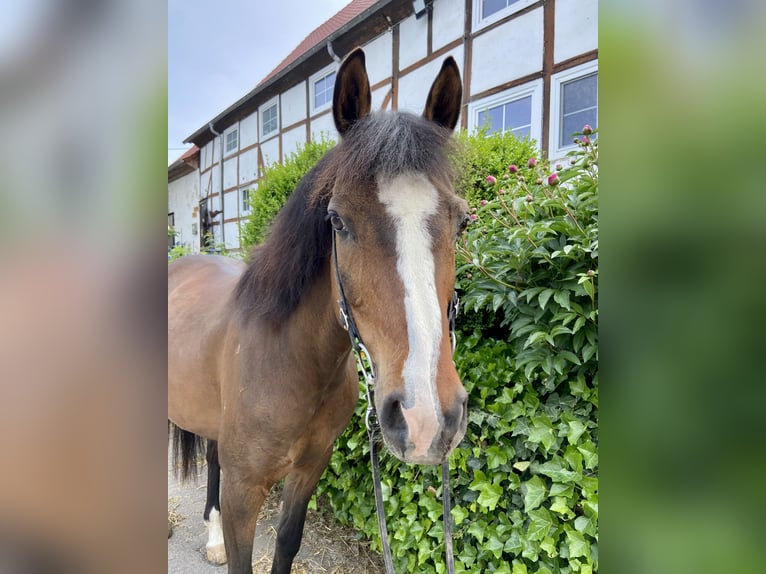 Deutsches Reitpony Wallach 13 Jahre 150 cm Brauner in Bad Driburg