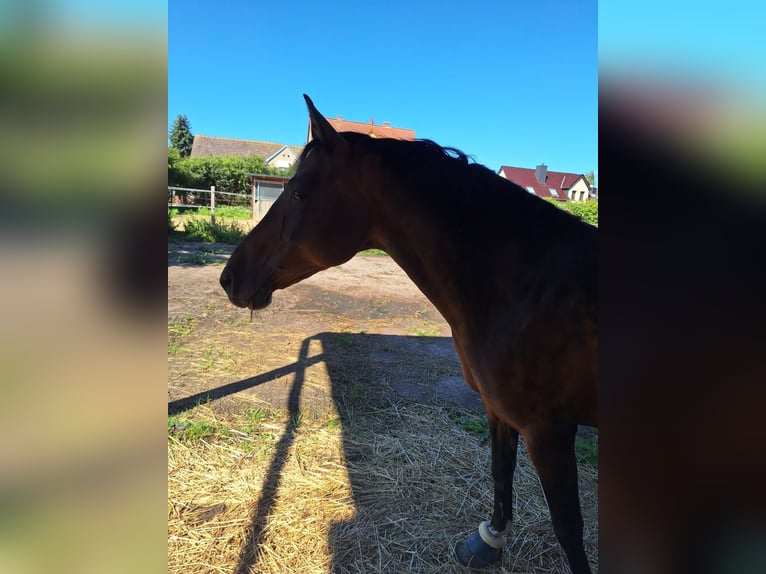 Deutsches Reitpony Wallach 13 Jahre 150 cm Dunkelbrauner in Halle