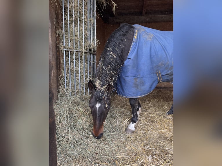 Deutsches Reitpony Wallach 13 Jahre 150 cm Dunkelbrauner in Halle