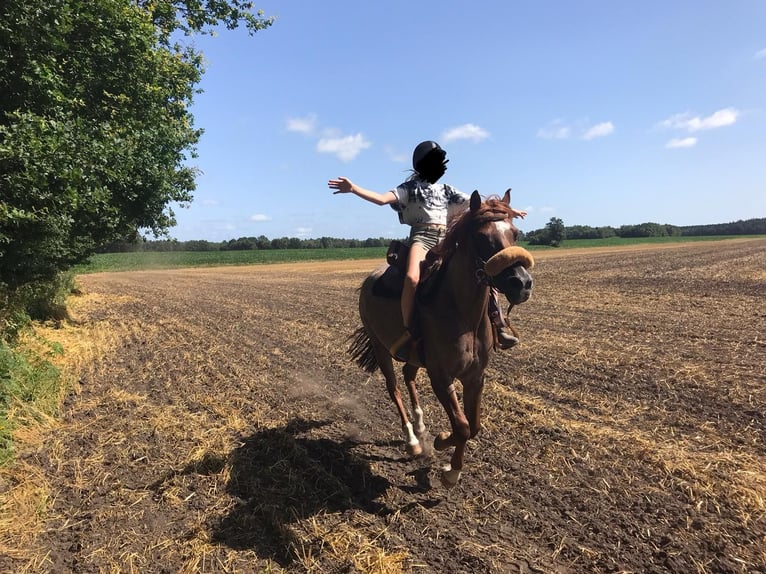 Deutsches Reitpony Wallach 13 Jahre 152 cm Roan-Red in Sittensen
