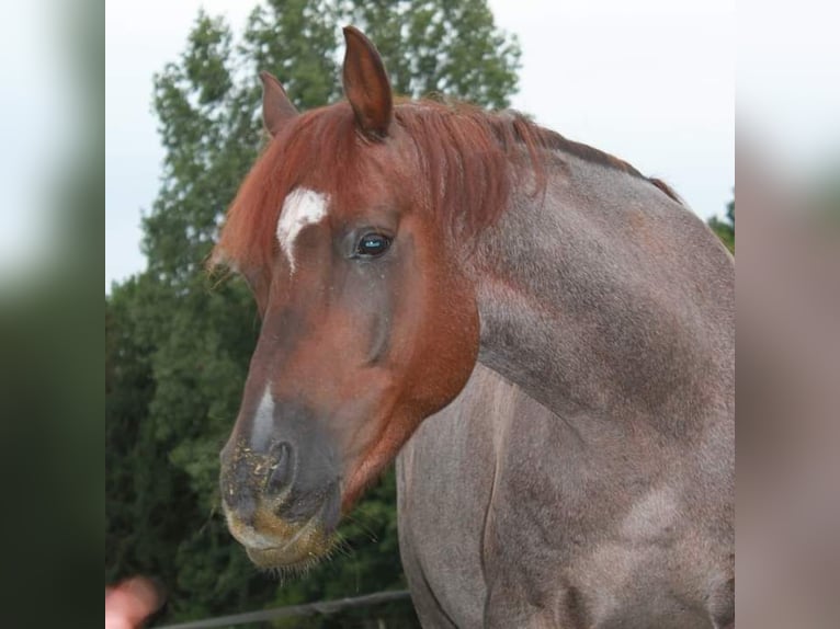 Deutsches Reitpony Wallach 13 Jahre 152 cm Roan-Red in Sittensen