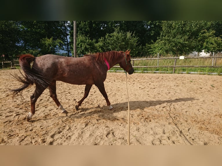 Deutsches Reitpony Wallach 13 Jahre 152 cm Roan-Red in Sittensen