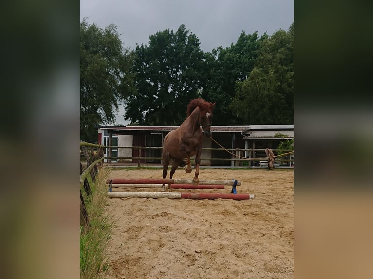 Deutsches Reitpony Wallach 13 Jahre 152 cm Roan-Red in Sittensen