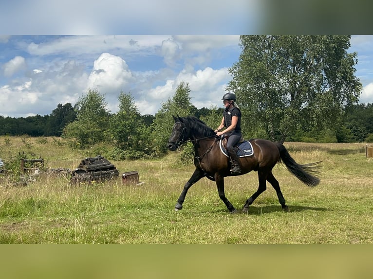 Deutsches Reitpony Mix Wallach 13 Jahre 152 cm Schwarzbrauner in Friedrichskoog