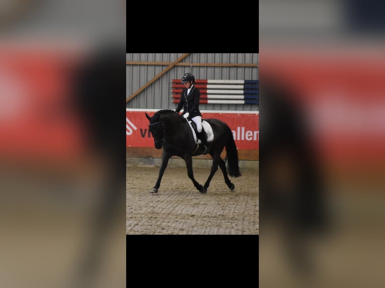 Deutsches Reitpony Mix Wallach 13 Jahre 152 cm Schwarzbrauner in Friedrichskoog