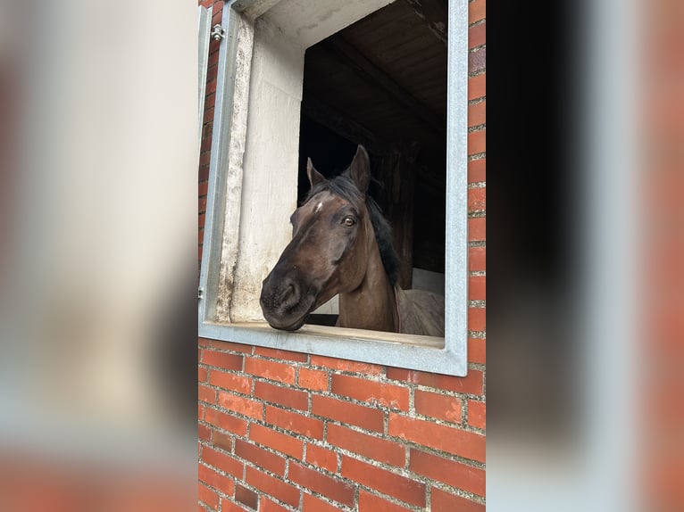 Deutsches Reitpony Mix Wallach 13 Jahre 152 cm Schwarzbrauner in Friedrichskoog