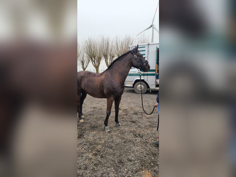 Deutsches Reitpony Mix Wallach 13 Jahre 152 cm Schwarzbrauner in Friedrichskoog