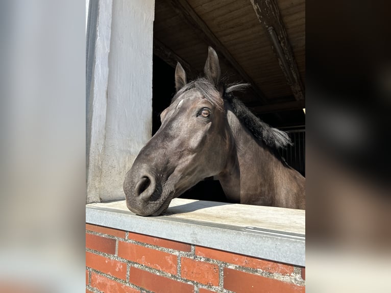 Deutsches Reitpony Mix Wallach 13 Jahre 152 cm Schwarzbrauner in Friedrichskoog