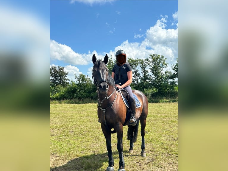 Deutsches Reitpony Mix Wallach 13 Jahre 152 cm Schwarzbrauner in Friedrichskoog