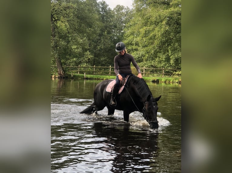 Deutsches Reitpony Mix Wallach 13 Jahre 152 cm Schwarzbrauner in Friedrichskoog
