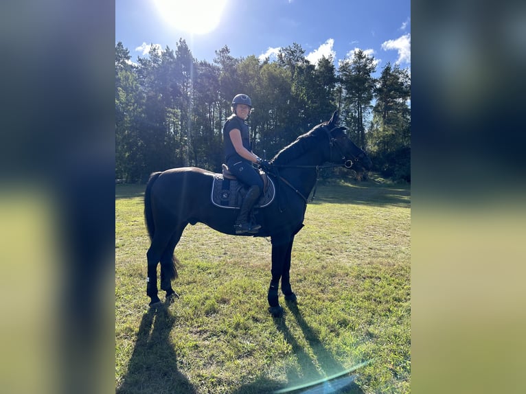 Deutsches Reitpony Mix Wallach 13 Jahre 152 cm Schwarzbrauner in Friedrichskoog