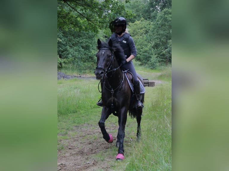 Deutsches Reitpony Mix Wallach 13 Jahre 152 cm Schwarzbrauner in Friedrichskoog