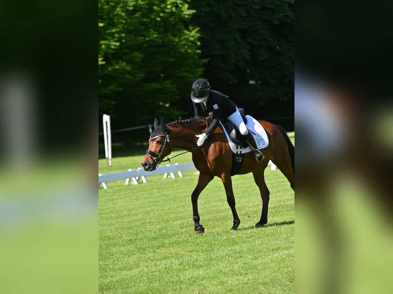 Deutsches Reitpony Wallach 13 Jahre 153 cm Brauner in Dinslaken