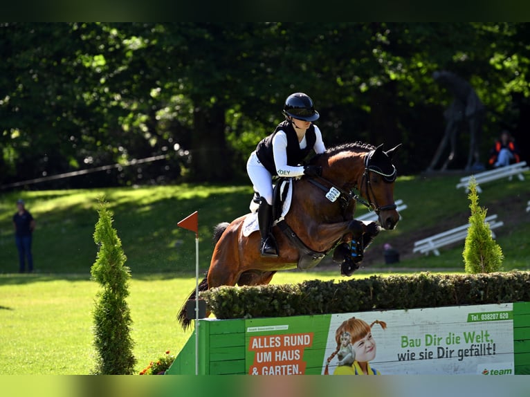 Deutsches Reitpony Wallach 13 Jahre 153 cm Brauner in Dinslaken