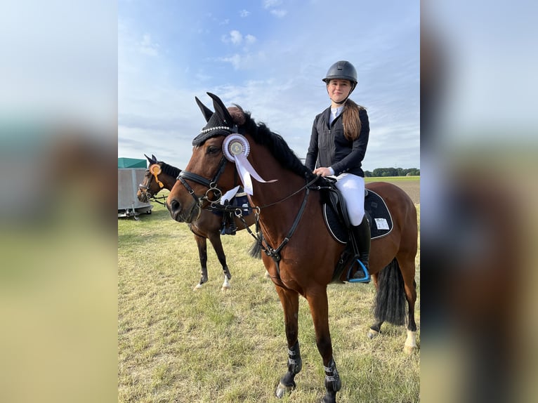 Deutsches Reitpony Wallach 13 Jahre 153 cm Brauner in Dinslaken