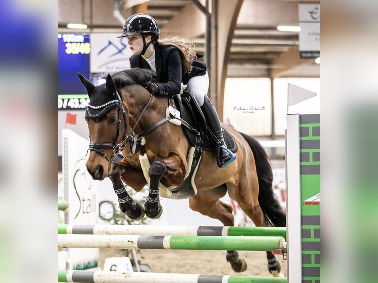 Deutsches Reitpony Wallach 13 Jahre 153 cm Brauner in Dinslaken