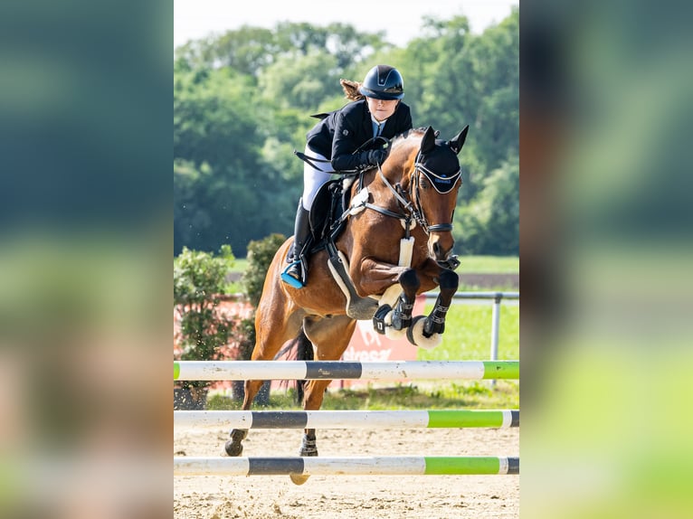 Deutsches Reitpony Wallach 13 Jahre 153 cm Brauner in Dinslaken