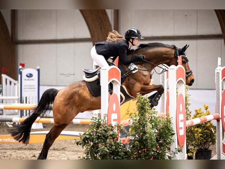 Deutsches Reitpony Wallach 13 Jahre 153 cm Brauner in Dinslaken