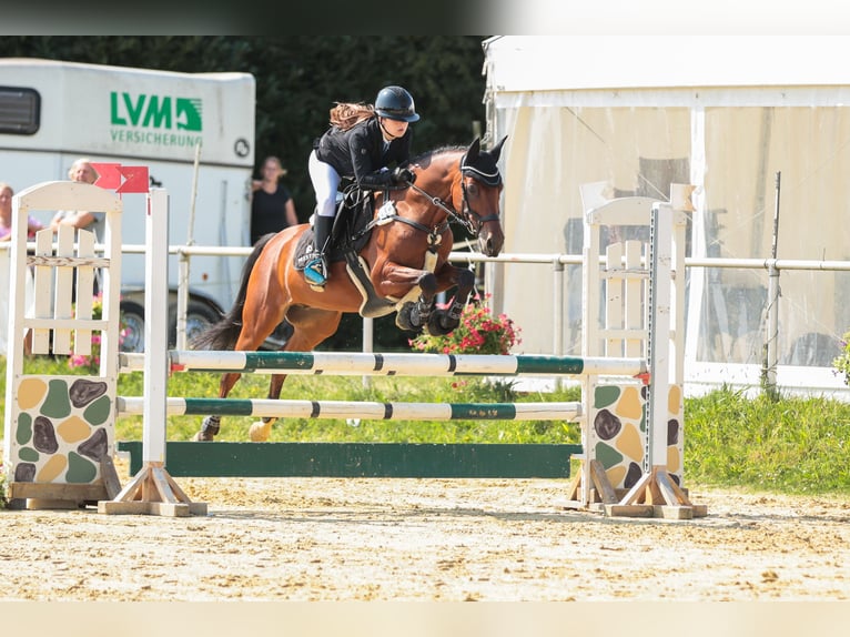 Deutsches Reitpony Wallach 13 Jahre 153 cm Brauner in Dinslaken