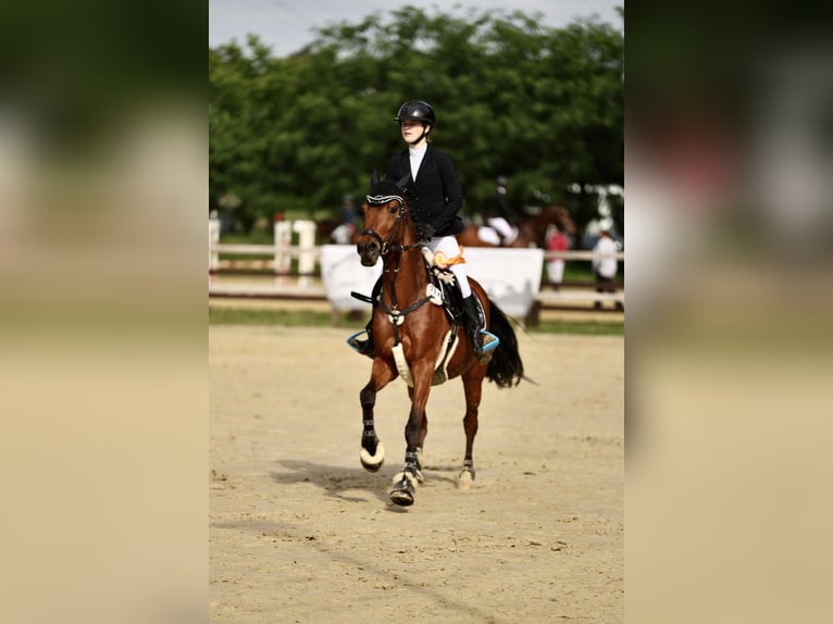 Deutsches Reitpony Wallach 13 Jahre 153 cm Brauner in Dinslaken