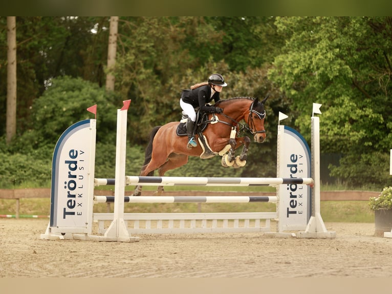 Deutsches Reitpony Wallach 13 Jahre 153 cm Brauner in Dinslaken