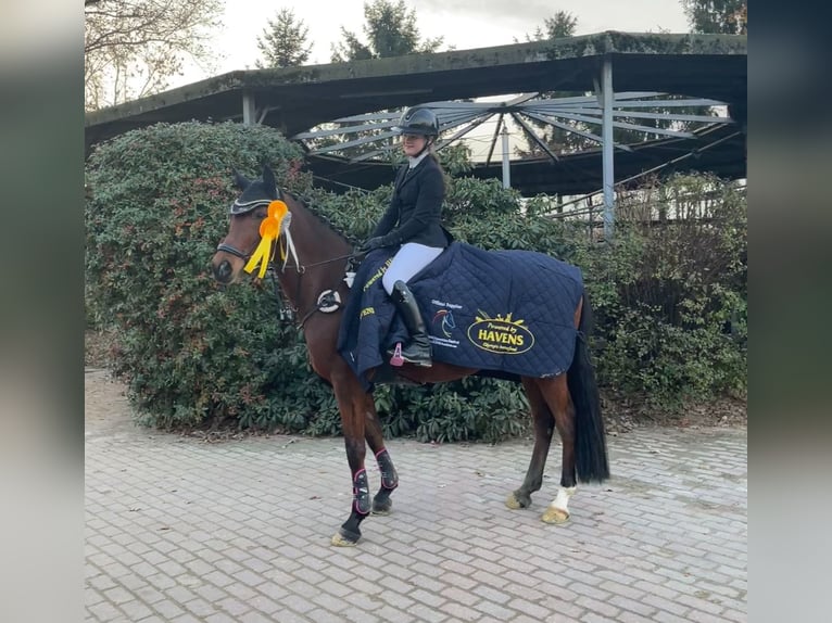 Deutsches Reitpony Wallach 13 Jahre 153 cm Brauner in Dinslaken