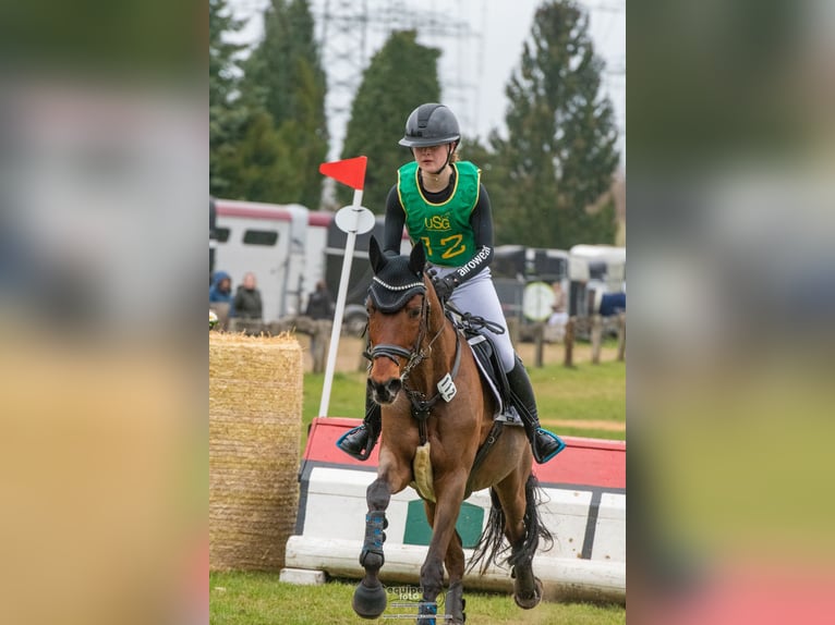 Deutsches Reitpony Wallach 13 Jahre 153 cm Brauner in Dinslaken