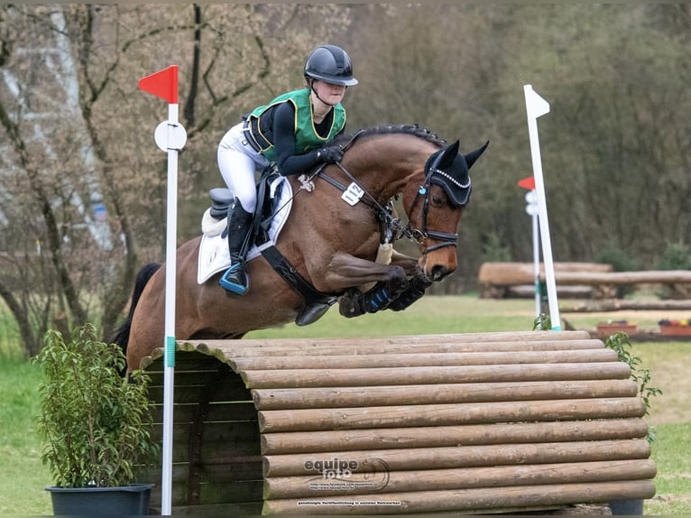 Deutsches Reitpony Wallach 13 Jahre 153 cm Brauner in Dinslaken