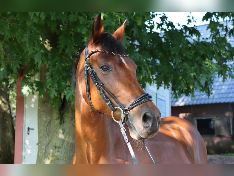 Deutsches Reitpony Wallach 13 Jahre 153 cm Brauner in Dinslaken