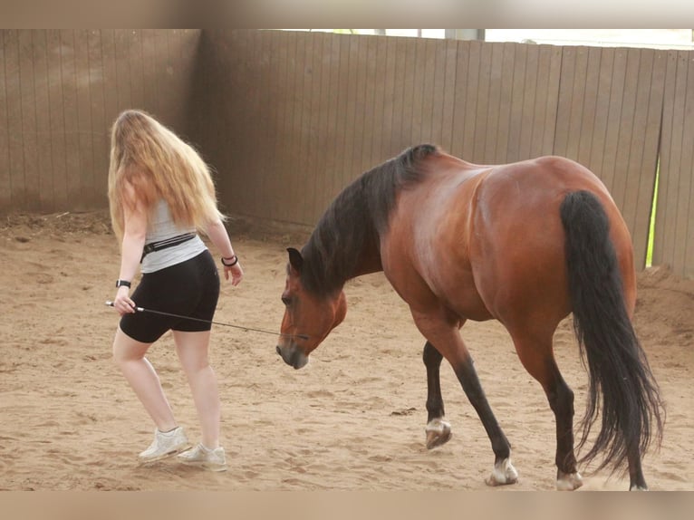 Deutsches Reitpony Wallach 13 Jahre 153 cm Brauner in TelgteTelgte