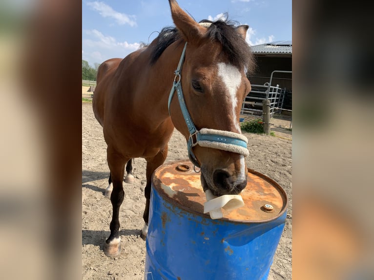 Deutsches Reitpony Wallach 13 Jahre 153 cm Brauner in TelgteTelgte