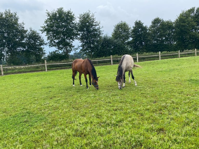 Deutsches Reitpony Wallach 13 Jahre 153 cm Brauner in TelgteTelgte