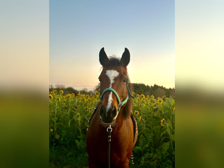 Deutsches Reitpony Wallach 13 Jahre 153 cm Brauner in TelgteTelgte