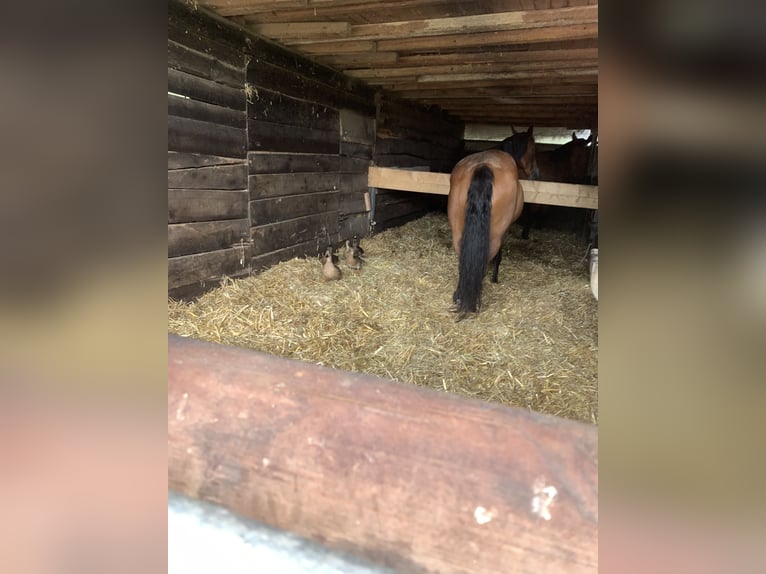 Deutsches Reitpony Wallach 13 Jahre 153 cm Brauner in TelgteTelgte