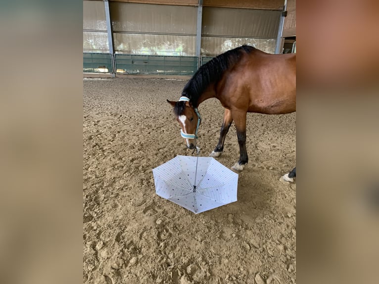 Deutsches Reitpony Wallach 13 Jahre 153 cm Brauner in TelgteTelgte