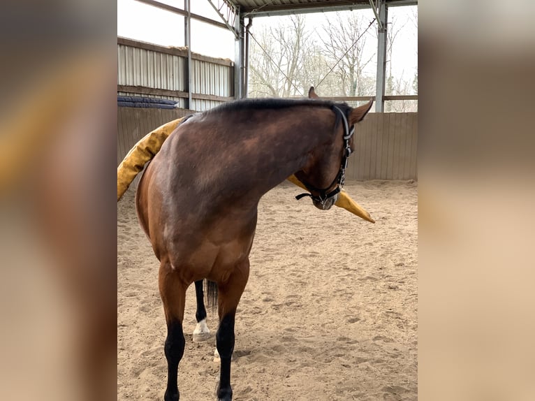 Deutsches Reitpony Wallach 13 Jahre 153 cm Brauner in TelgteTelgte