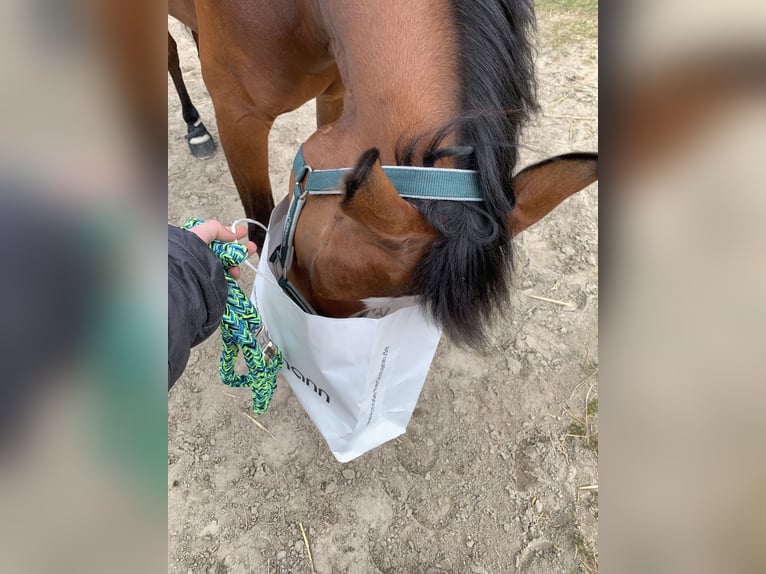 Deutsches Reitpony Wallach 13 Jahre 153 cm Brauner in TelgteTelgte