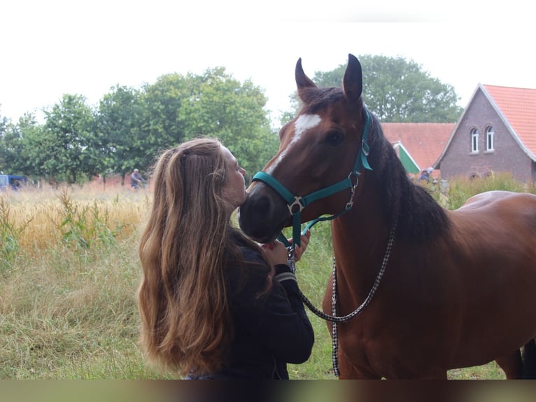 Deutsches Reitpony Wallach 13 Jahre 153 cm Brauner in TelgteTelgte