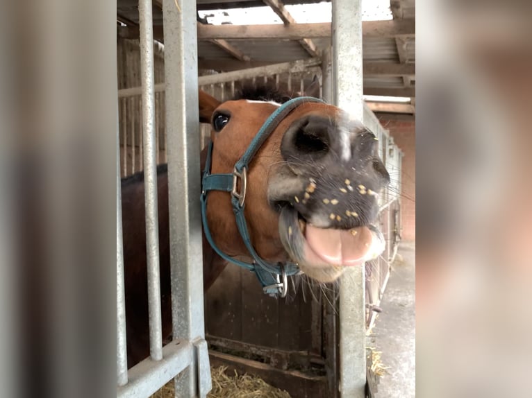 Deutsches Reitpony Wallach 13 Jahre 153 cm Brauner in TelgteTelgte