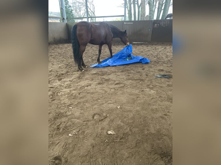 Deutsches Reitpony Wallach 13 Jahre 153 cm Brauner in TelgteTelgte