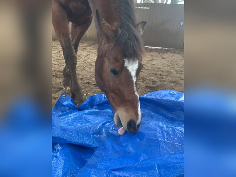 Deutsches Reitpony Wallach 13 Jahre 153 cm Brauner in TelgteTelgte