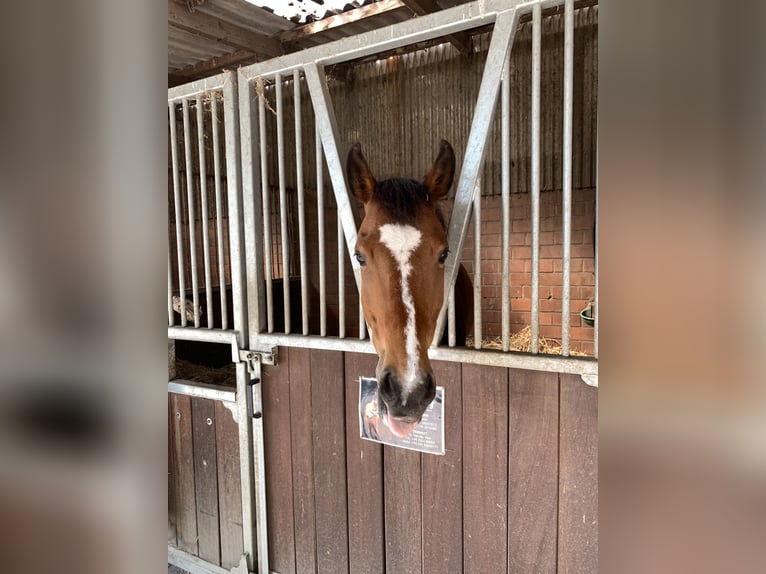 Deutsches Reitpony Wallach 13 Jahre 153 cm Brauner in TelgteTelgte