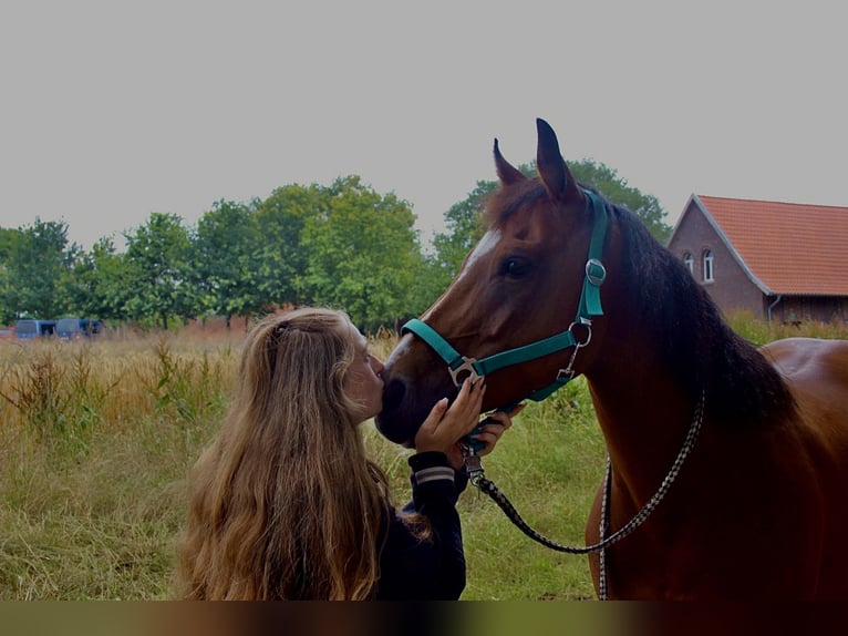 Deutsches Reitpony Wallach 13 Jahre 153 cm Brauner in TelgteTelgte