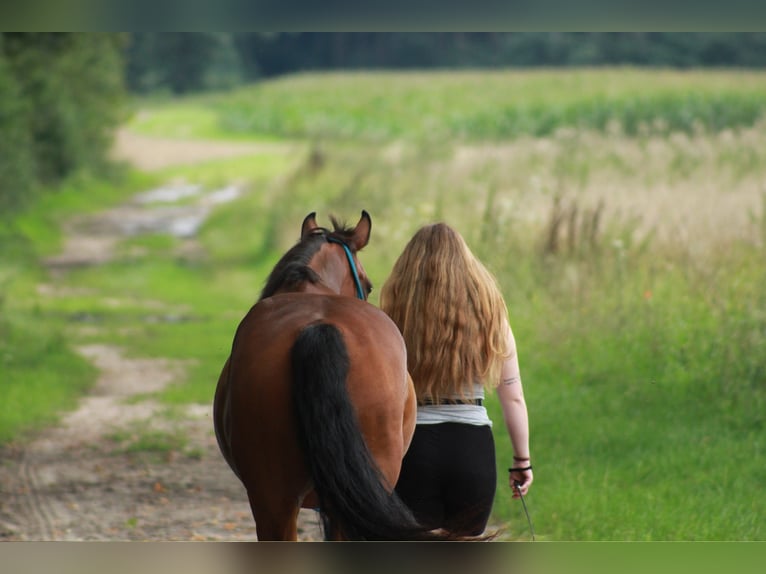Deutsches Reitpony Wallach 13 Jahre 153 cm Brauner in TelgteTelgte