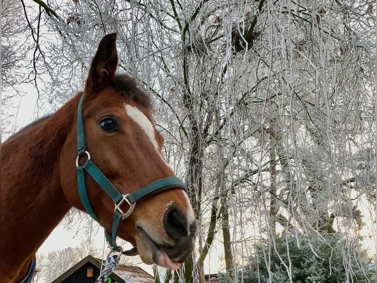 Deutsches Reitpony Wallach 13 Jahre 153 cm Brauner in TelgteTelgte